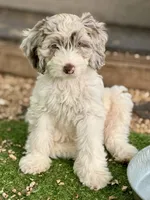 Drax, a male Cockapoo for sale in Republic, MO – 6 of 10