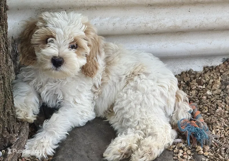 Arlo – Cockapoo puppy for sale in Republic, MO