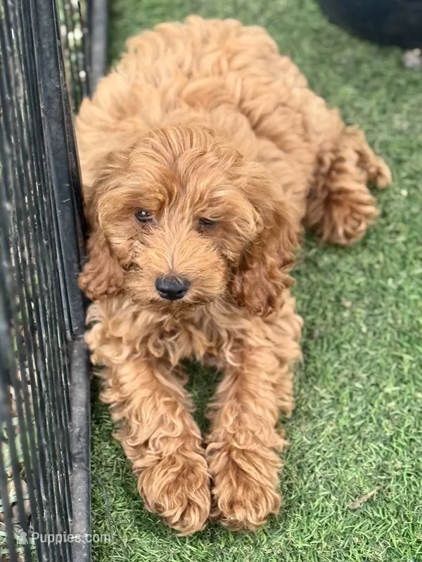 Ric – Cockapoo puppy for sale in Republic, MO