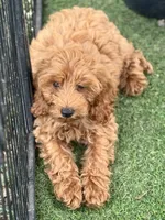 Max, a male Cockapoo for sale in Republic, MO – 1 of 7
