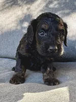 Max, a male Cockapoo and Cocker Spaniel for sale in Republic, MO – 3 of 3