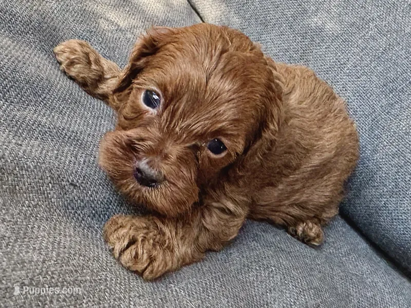 Walter – Cockapoo, Cocker Spaniel puppy for sale in Republic, MO