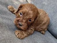 Walter, a male Cockapoo and Cocker Spaniel for sale in Republic, MO – 1 of 2