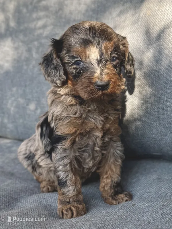 Birdie – Cockapoo, Cocker Spaniel puppy for sale in Republic, MO