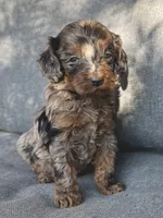 Birdie, a female Cockapoo and Cocker Spaniel for sale in Republic, MO – 1 of 4