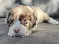 Sadie, a female Cockapoo and Cocker Spaniel for sale in Republic, MO – 4 of 5