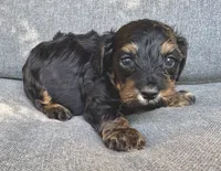 Leo, a male Cockapoo and Cocker Spaniel for sale in Republic, MO – 3 of 3