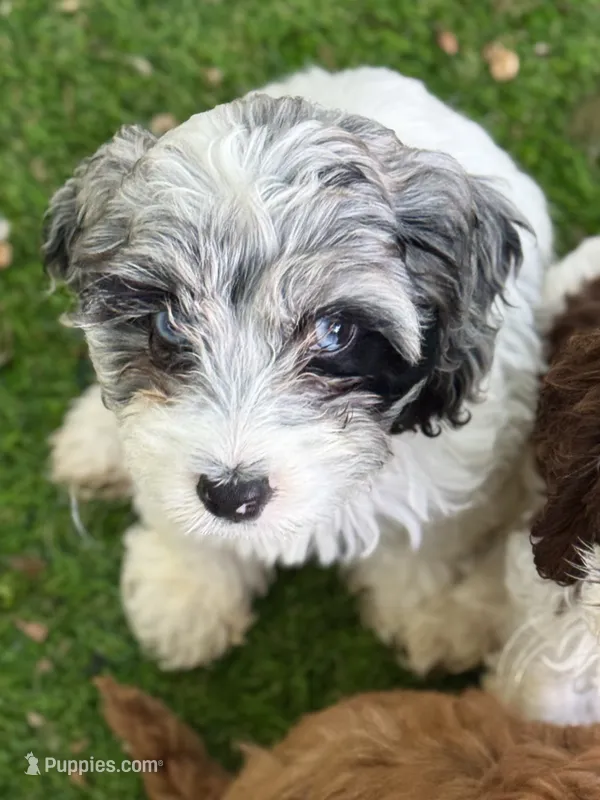 Luna – Cockapoo puppy for sale in Republic, MO