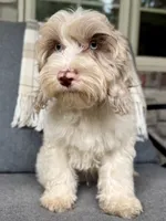 Nox , a male Cockapoo for sale in Republic, MO – 2 of 8