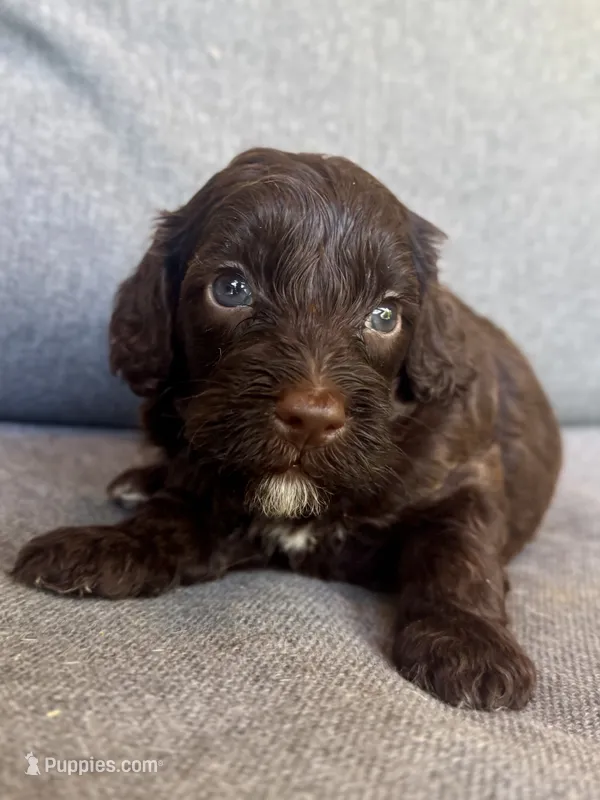 Moose – Cockapoo, Cocker Spaniel puppy for sale in Republic, MO