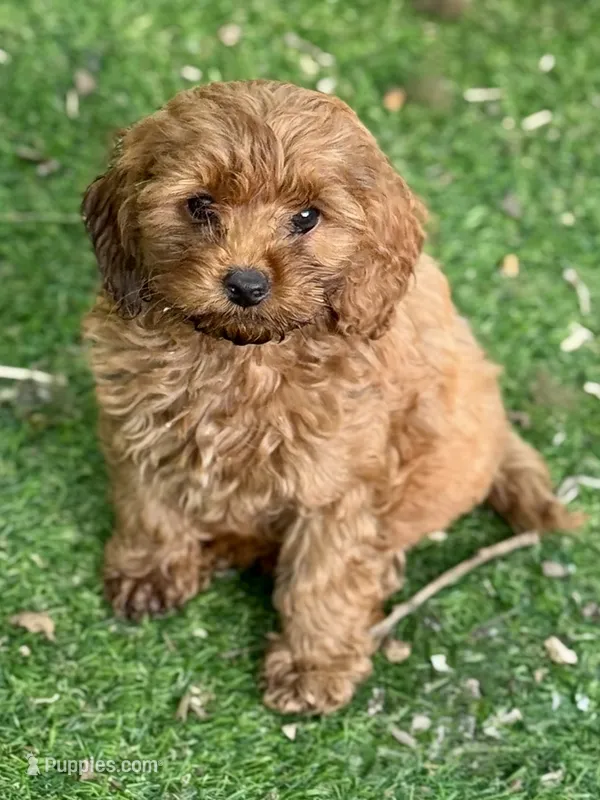 Ric – Cockapoo puppy for sale in Republic, MO