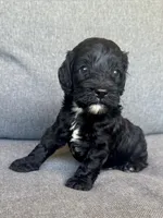 Cash, a male Cockapoo and Cocker Spaniel for sale in Republic, MO – 4 of 5