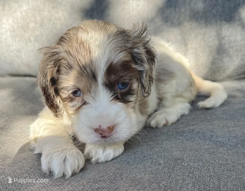 Sadie – Cockapoo, Cocker Spaniel puppy for sale in Republic, MO