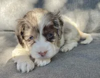Sadie, a female Cockapoo and Cocker Spaniel for sale in Republic, MO – 1 of 5