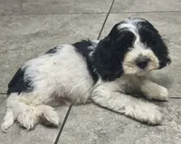 Duke, a male Cockapoo and Cocker Spaniel for sale in Republic, MO – 3 of 9