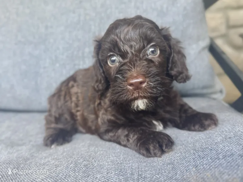 Moose – Cockapoo, Cocker Spaniel puppy for sale in Republic, MO