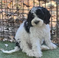 Winston, a male Cockapoo and Cocker Spaniel for sale in Republic, MO – 3 of 8