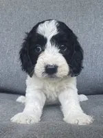 Sophie , a female Cockapoo and Cocker Spaniel for sale in Republic, MO – 7 of 9