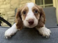 Max, a male Cockapoo and Cocker Spaniel for sale in Republic, MO – 4 of 7