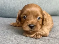 Ivy, a female Cavapoo for sale in Republic, MO – 3 of 5