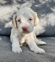 Elsa, a female Cockapoo and Cocker Spaniel for sale in Republic, MO – 3 of 3