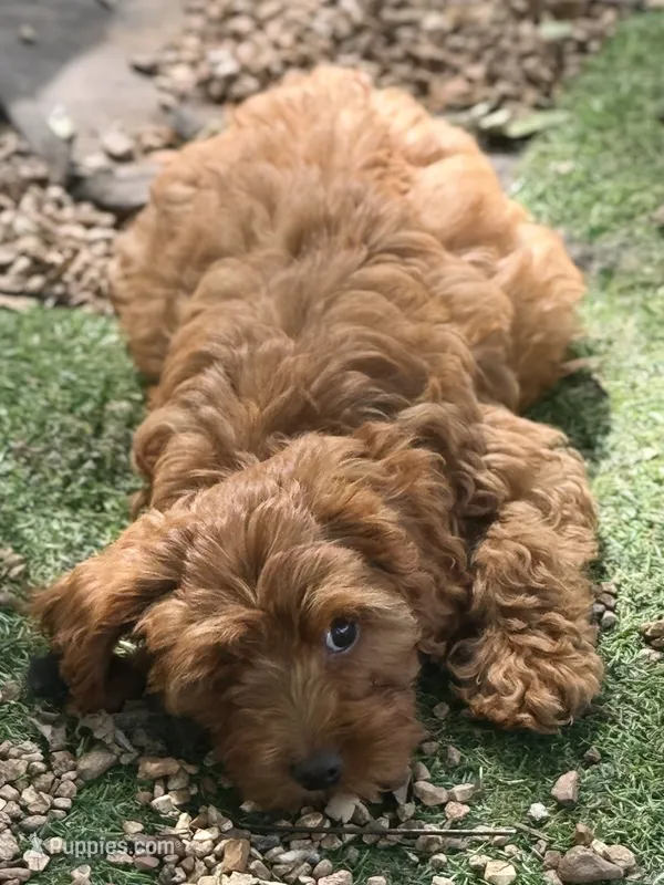 Maple – Cockapoo puppy for sale in Republic, MO