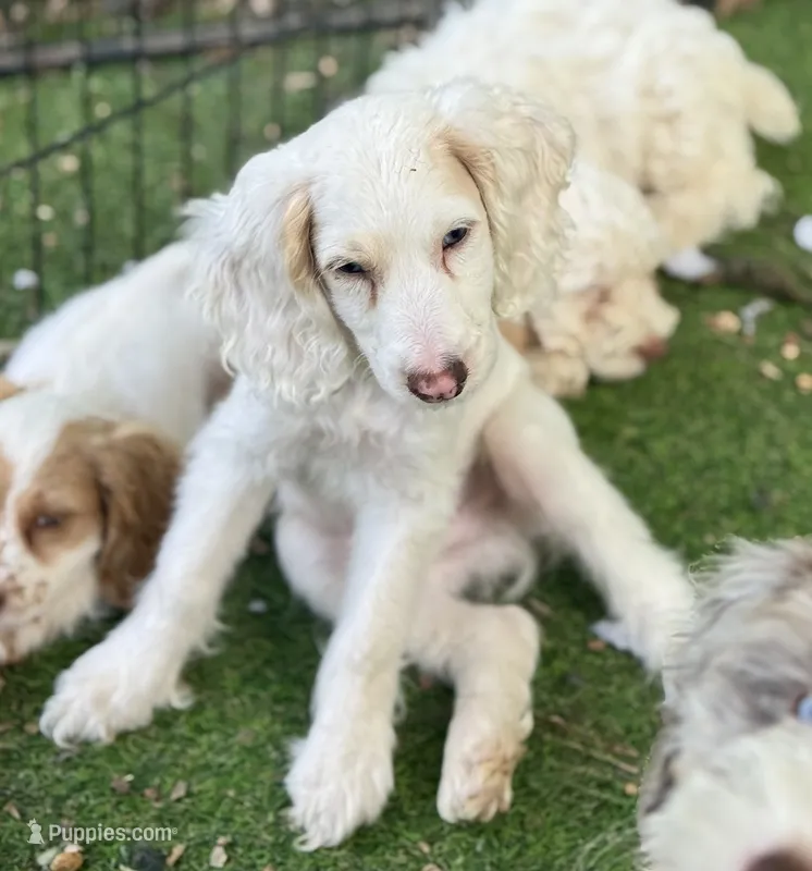 Olaf – Cockapoo puppy for sale in Republic, MO