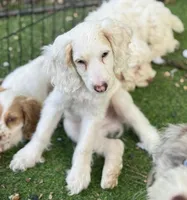 Noodle, a male Cockapoo for sale in Republic, MO – 3 of 9
