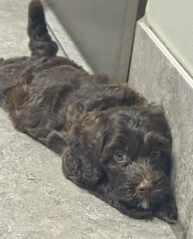 Moose – Cockapoo, Cocker Spaniel puppy for sale in Republic, MO