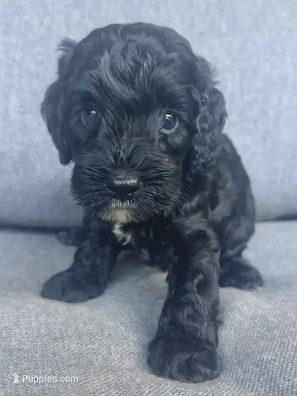 Cash – Cockapoo, Cocker Spaniel puppy for sale in Republic, MO