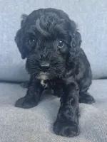 Cash, a male Cockapoo and Cocker Spaniel for sale in Republic, MO – 5 of 8