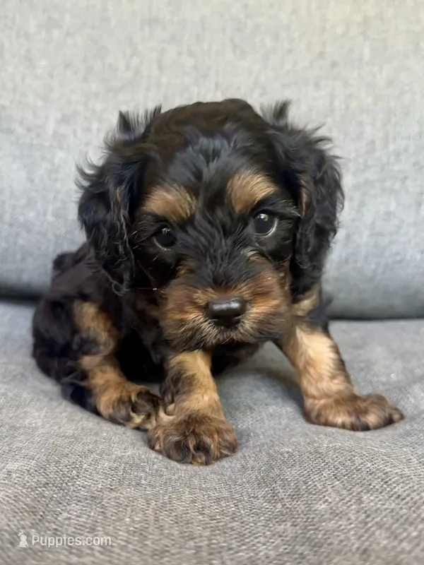 Teddy – Cavapoo puppy for sale in Republic, MO