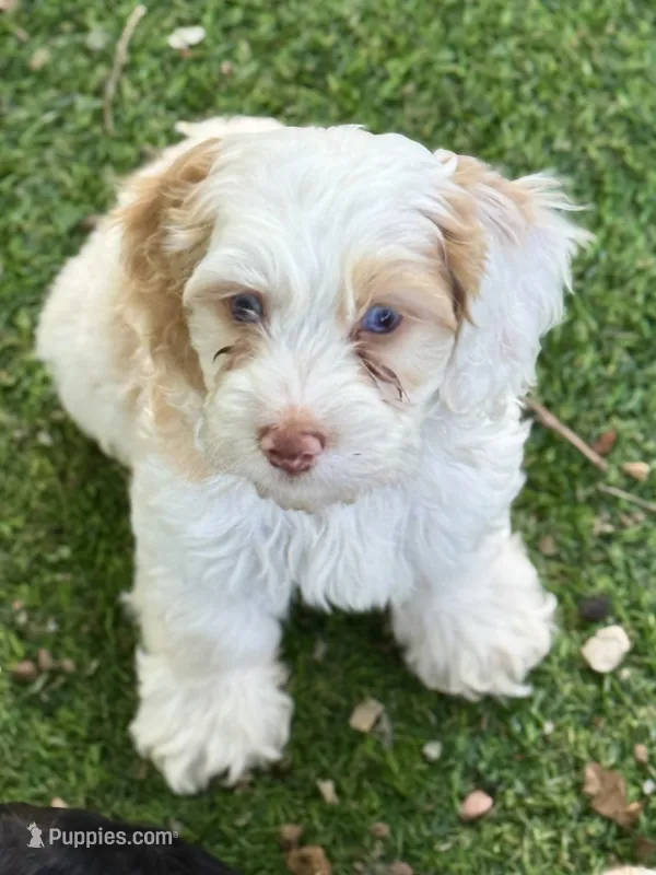 Aspen – Cockapoo puppy for sale in Republic, MO