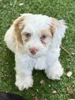 Aspen, a male Cockapoo for sale in Republic, MO – 1 of 6