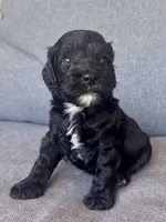 Cash, a male Cockapoo and Cocker Spaniel for sale in Republic, MO – 5 of 5