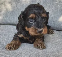 Eva, a female Cockapoo and Cocker Spaniel for sale in Republic, MO – 4 of 4