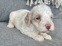 Arlo, a male Cockapoo for sale in Republic, MO – Photo 1 of 2