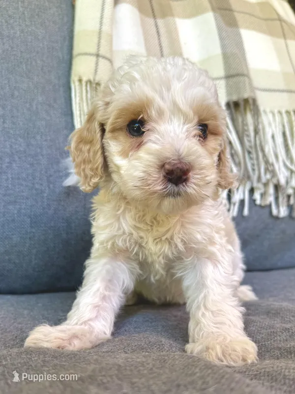 Arlo – Cockapoo puppy for sale in Republic, MO