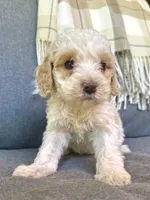 Arlo, a male Cockapoo for sale in Republic, MO – 3 of 8