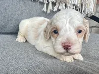Arlo, a male Cockapoo for sale in Republic, MO – Photo 2 of 2