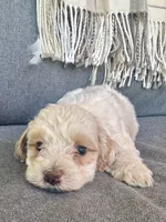 Arlo, a male Cockapoo for sale in Republic, MO – 4 of 8