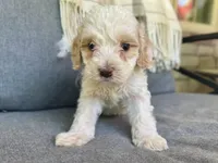 Arlo, a male Cockapoo for sale in Republic, MO – 5 of 8