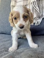 Layla, a female Cockapoo for sale in Republic, MO – 5 of 9