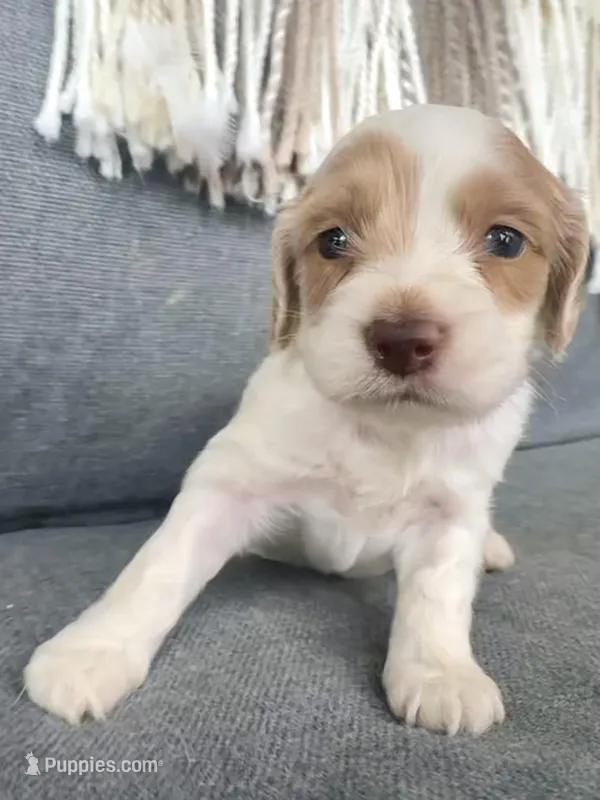 Layla – Cockapoo puppy for sale in Republic, MO