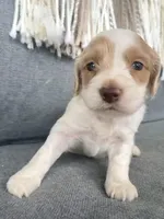 Layla, a female Cockapoo for sale in Republic, MO – Photo 1 of 4