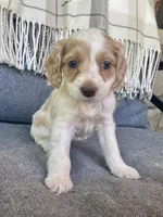 Layla, a female Cockapoo for sale in Republic, MO – 4 of 9