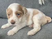 Layla, a female Cockapoo for sale in Republic, MO – Photo 3 of 4