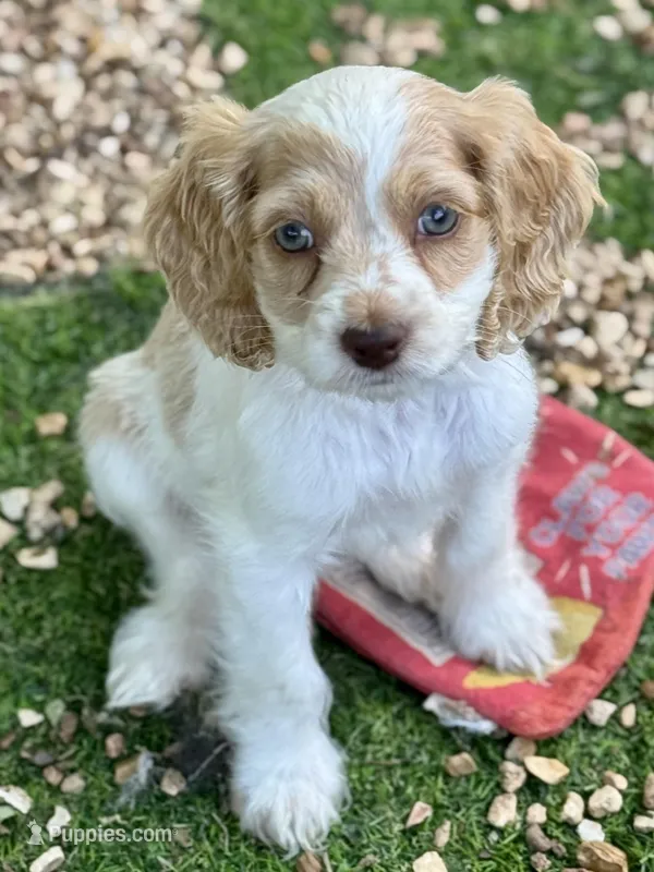 Layla – Cockapoo puppy for sale in Republic, MO