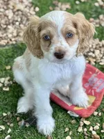 Layla, a female Cockapoo for sale in Republic, MO – 1 of 9