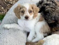 Layla, a female Cockapoo for sale in Republic, MO – 2 of 9